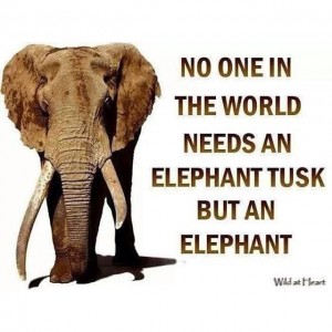 Nur die Elefanten brauchen Stosszähne