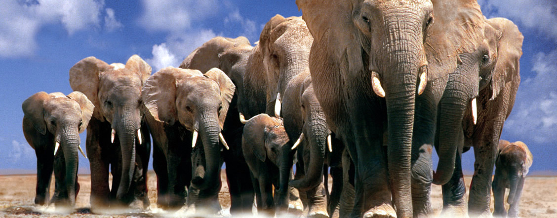 AFRICAN'S ELEPHANT KINGDOM IMAX - Film im Verkehrshaus Luzern