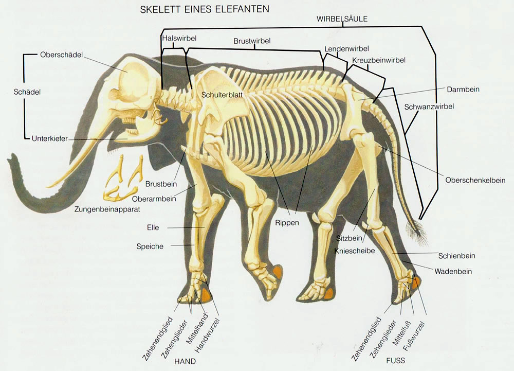 Skelett eines Elefanten