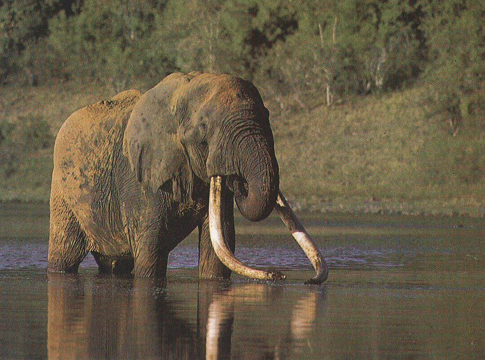 Stoßzähne Elefanten