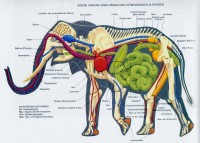 Organe eines Elefanten