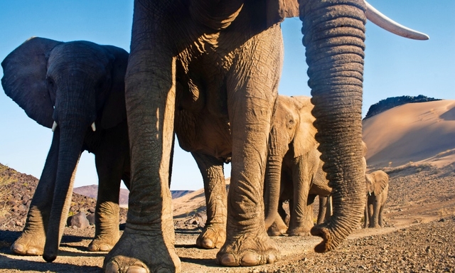 Afrikanische Wüstenelefanten Namibia