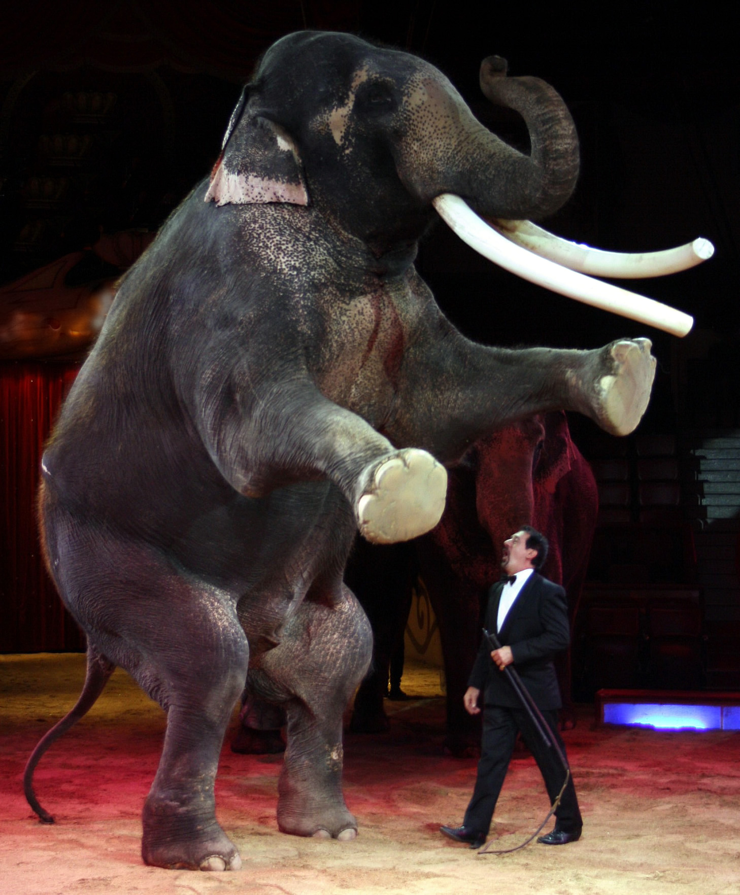 Kastrierter Elefantenbulle Colonel Joe im Zirkus Krone