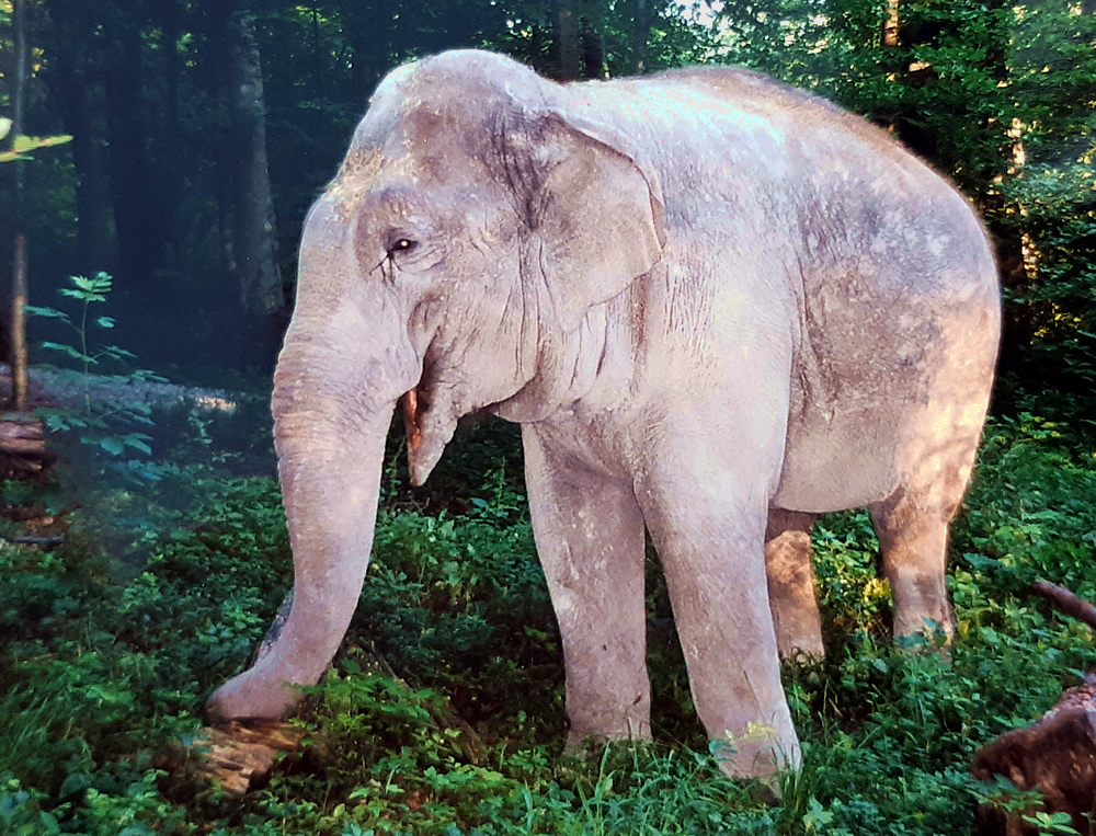 Elefantenkuh Chhukha-im-Wald