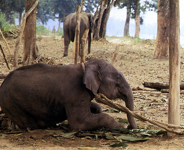 Einbrechen junger Elefant