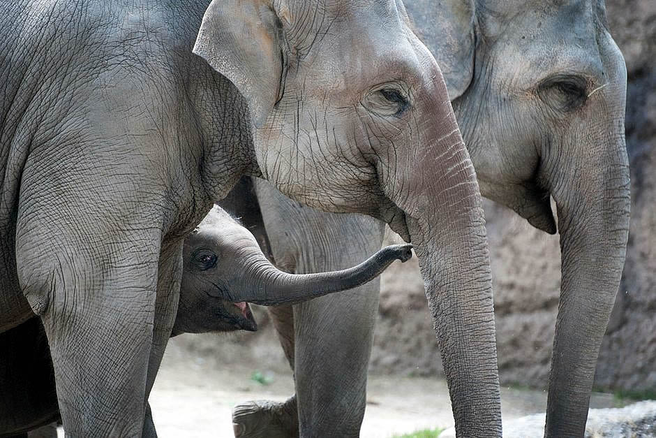 elefant-zoo-zuerich 