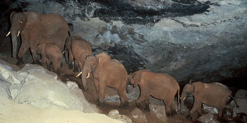 afrikanische Elefanten in einer Salzhöhle