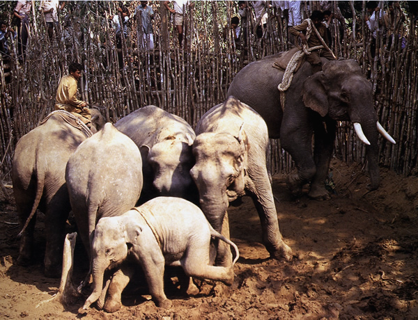 Bei einer Khedda werden wilde Elefanten von Koomkies eingefangen