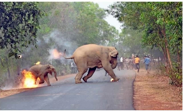 Konflikt zwischen den Elefanten und Menschen in Asien 