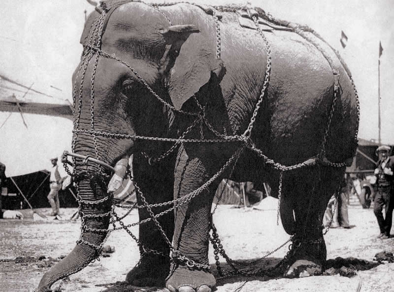Tusko 1929 berühmtester Elefant Amerikas