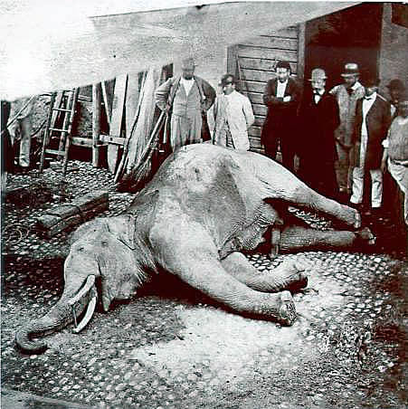 Toter Elefant von Murten