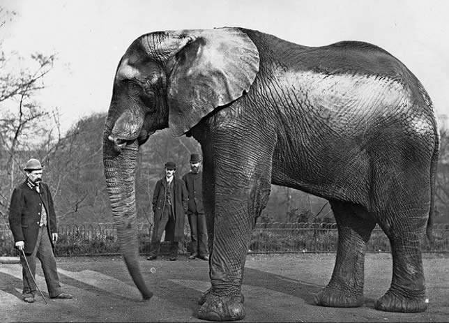 "Jumbo" der afrikanische Elefantenbulle