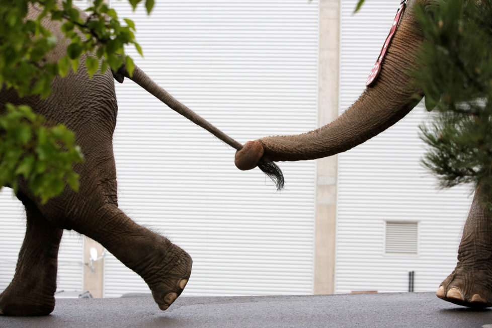 Zirkuselefanten auf dem Weg zur Manege