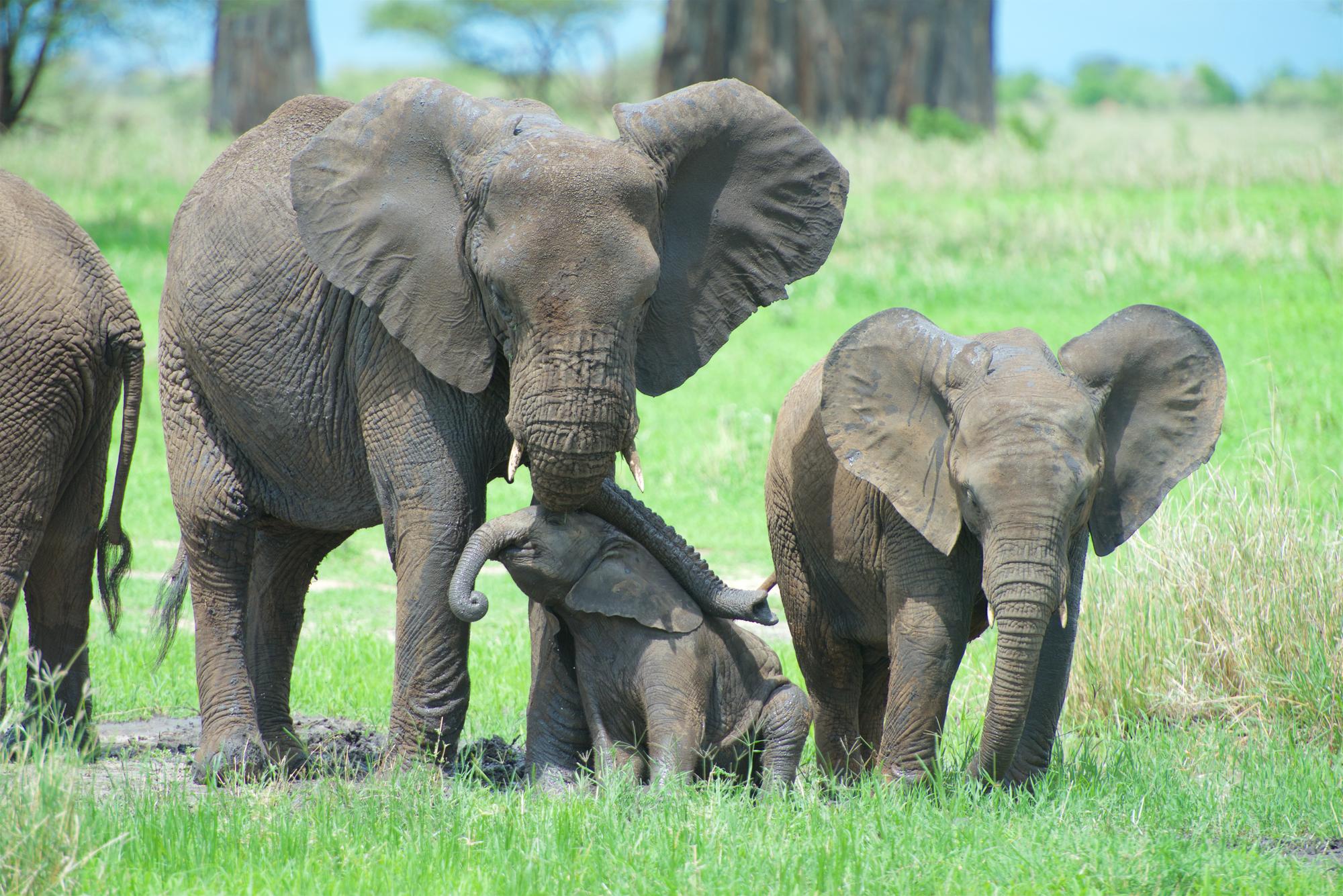 Die Falten des afrikanischen Elefanten sind «Hautbrüche»