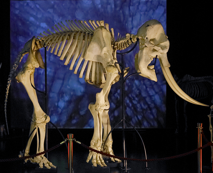 murtenerelefant-skelett