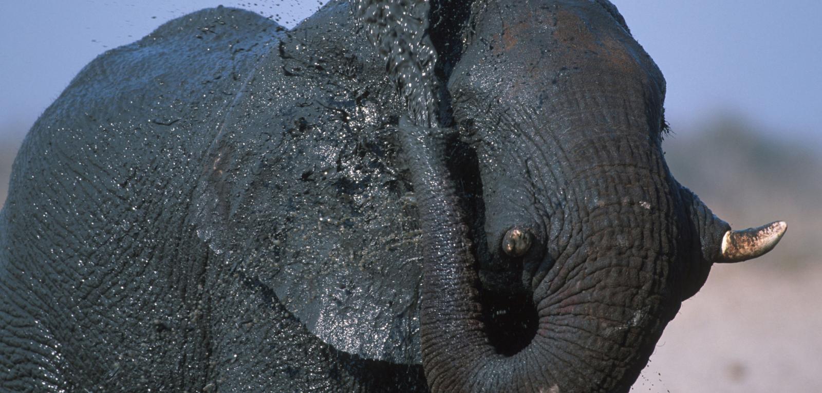 Suhlender Elefantenbulle