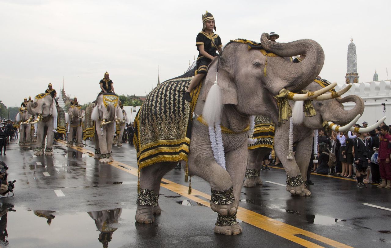 Weisse Elefantenbullen beim Begräbnis König Bhumibol Adulyadej in Thailand