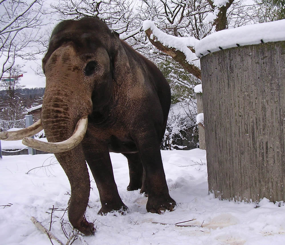 Elefantenbulle Maxie im Schnee