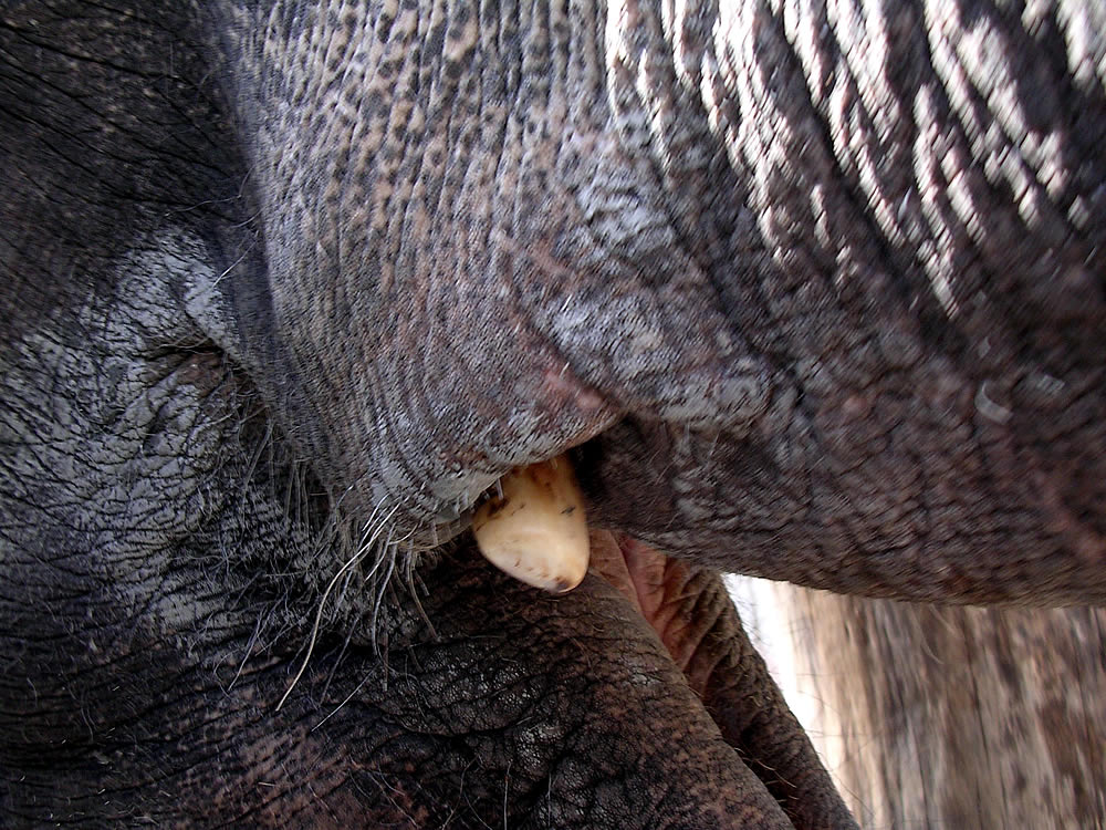 "Nugats" bei einer asiatischen Elefantenkuh