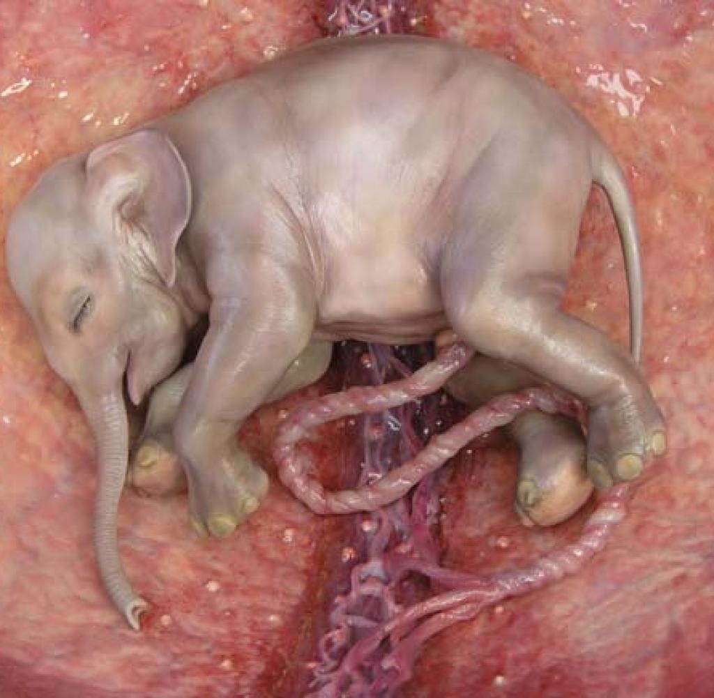 Elefanten - Embryo im 12. Monat