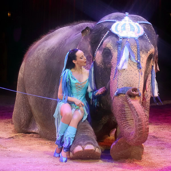 Elefantennummer im Zirkus Krone Deutschland