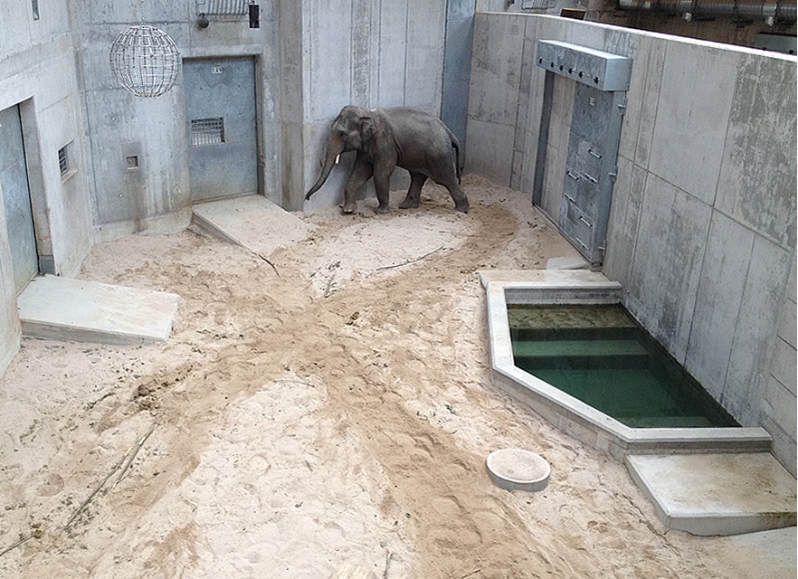 Stereotypie eines Elefantenbullen in einer Quarantäne-Station eines Zoos