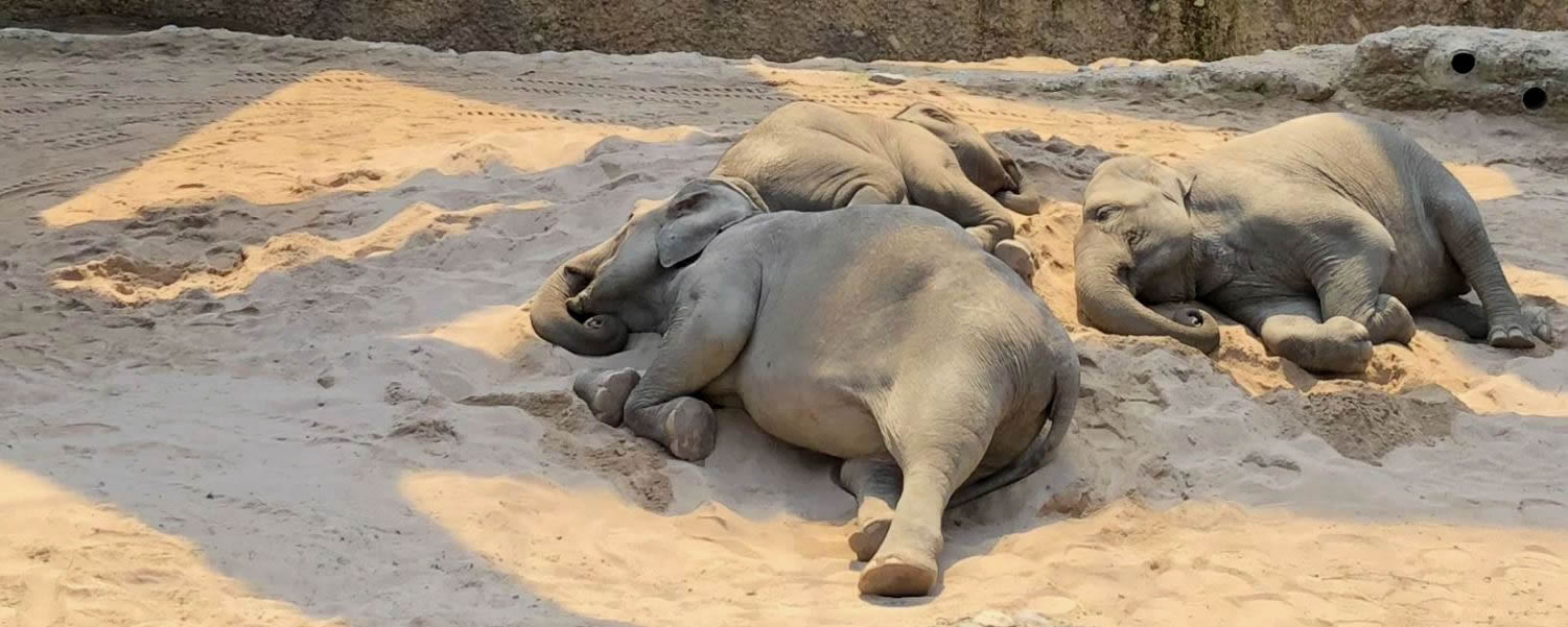 Mittagsschlaf der Zooelefanten Zürich