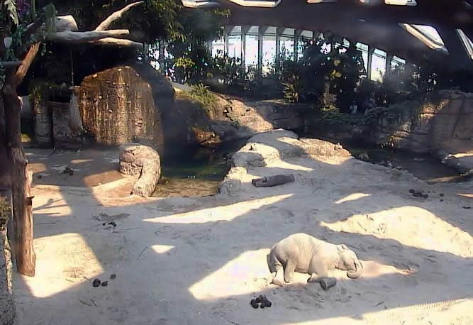 Junger Elefant Mittagsschlaf im Zoo
