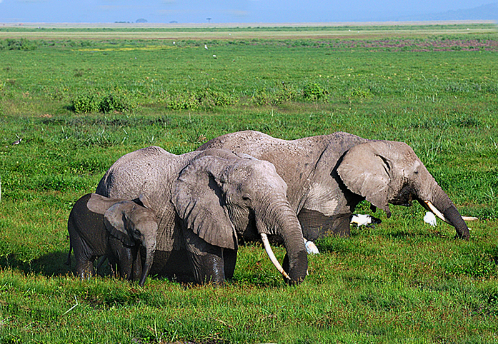 Elefanten in einem Sumpf