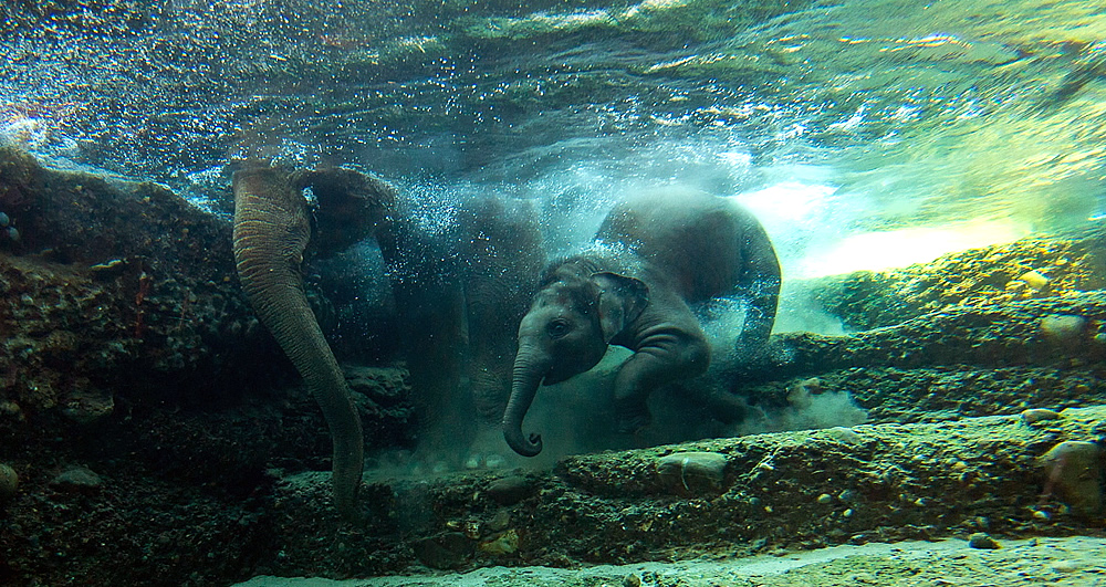 Badende und tauchende Elefanten im Zoo Zürich